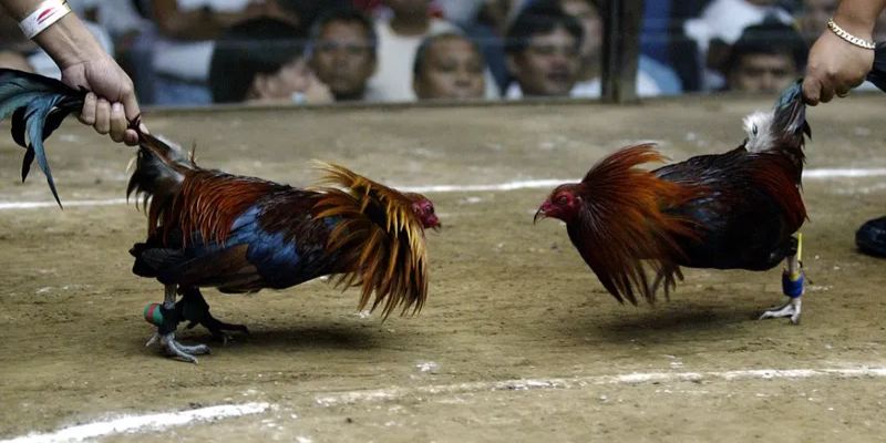 Giới thiệu chung thông tin đá gà Thomo