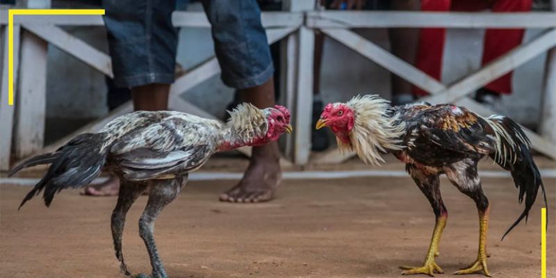 Tham khảo kinh nghiệm đá gà Thomo từ cao thủ